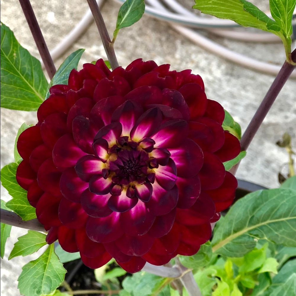 Meet your Posher, Allie